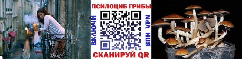 Купить закладки  Сунжа  Галлюциногенные грибы мицелий 